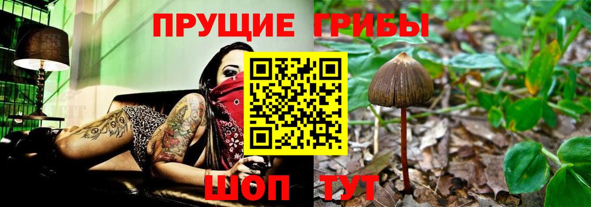Галлюциногенные грибы GOLDEN TEACHER  Вход с VPN  Батайск 
